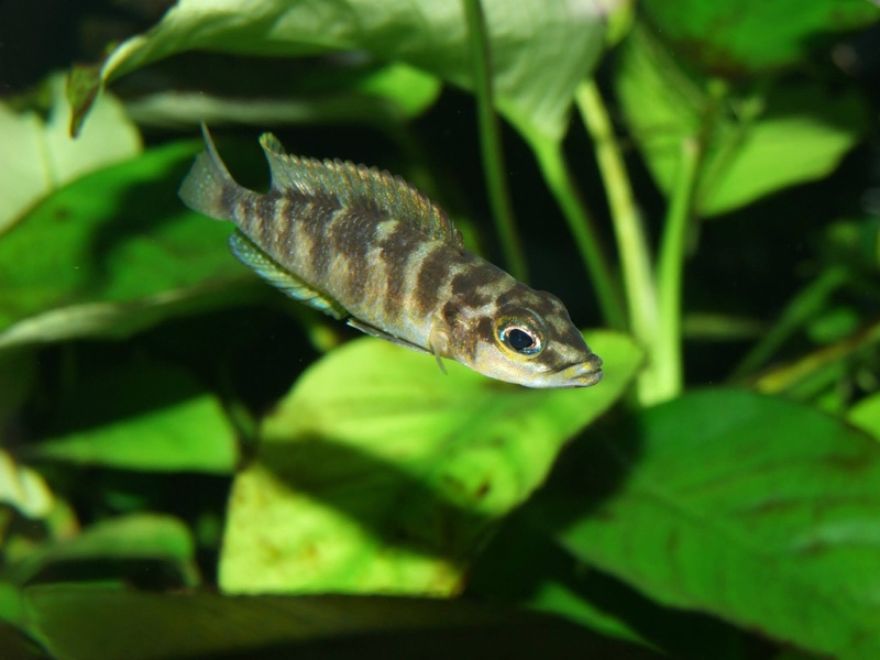 Neolamprologus fasciatus